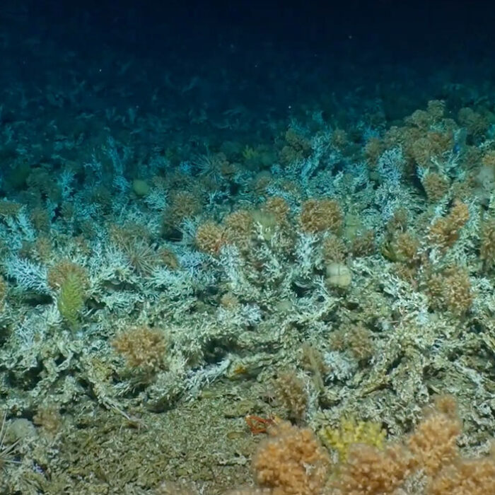 a new coral reef