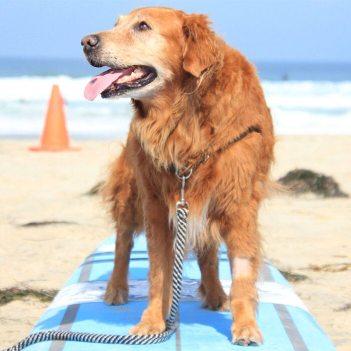 Surf Dog Ricochet