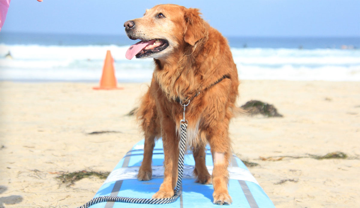 Surf Dog Ricochet