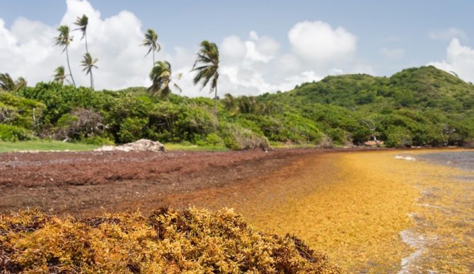 sargassum seaweed covers a beach
