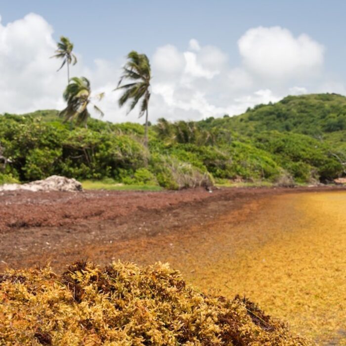 sargassum seaweed covers a beach