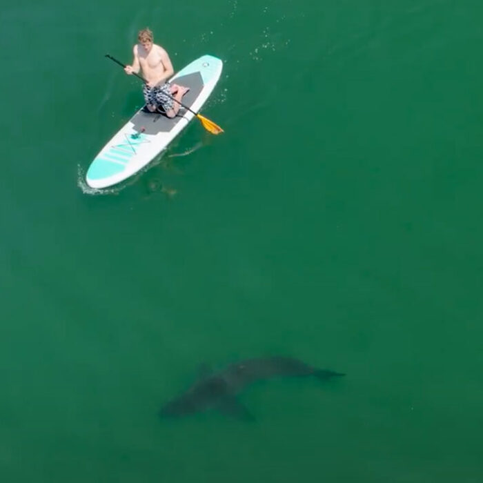 paddlers spot great white shark