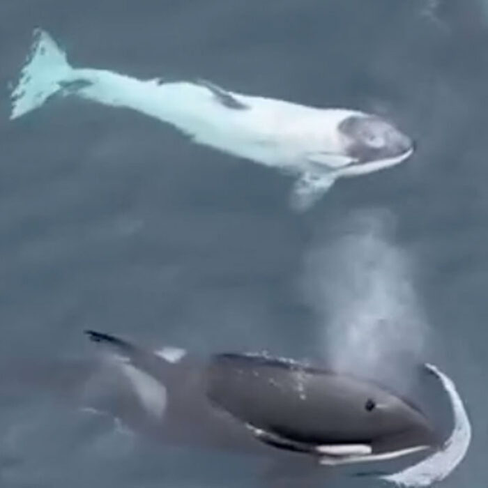 Frosty the white orca