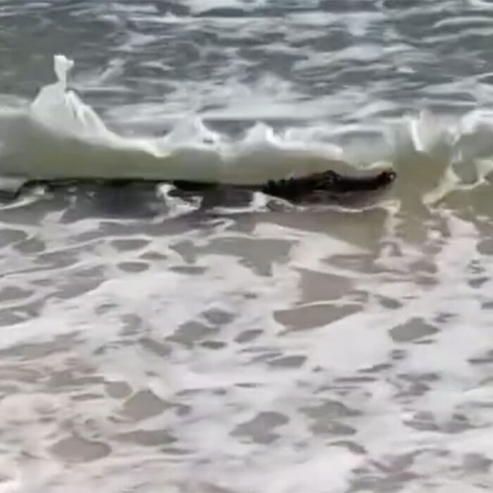 alligator on Alabama beach