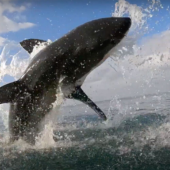 great white shark breaching