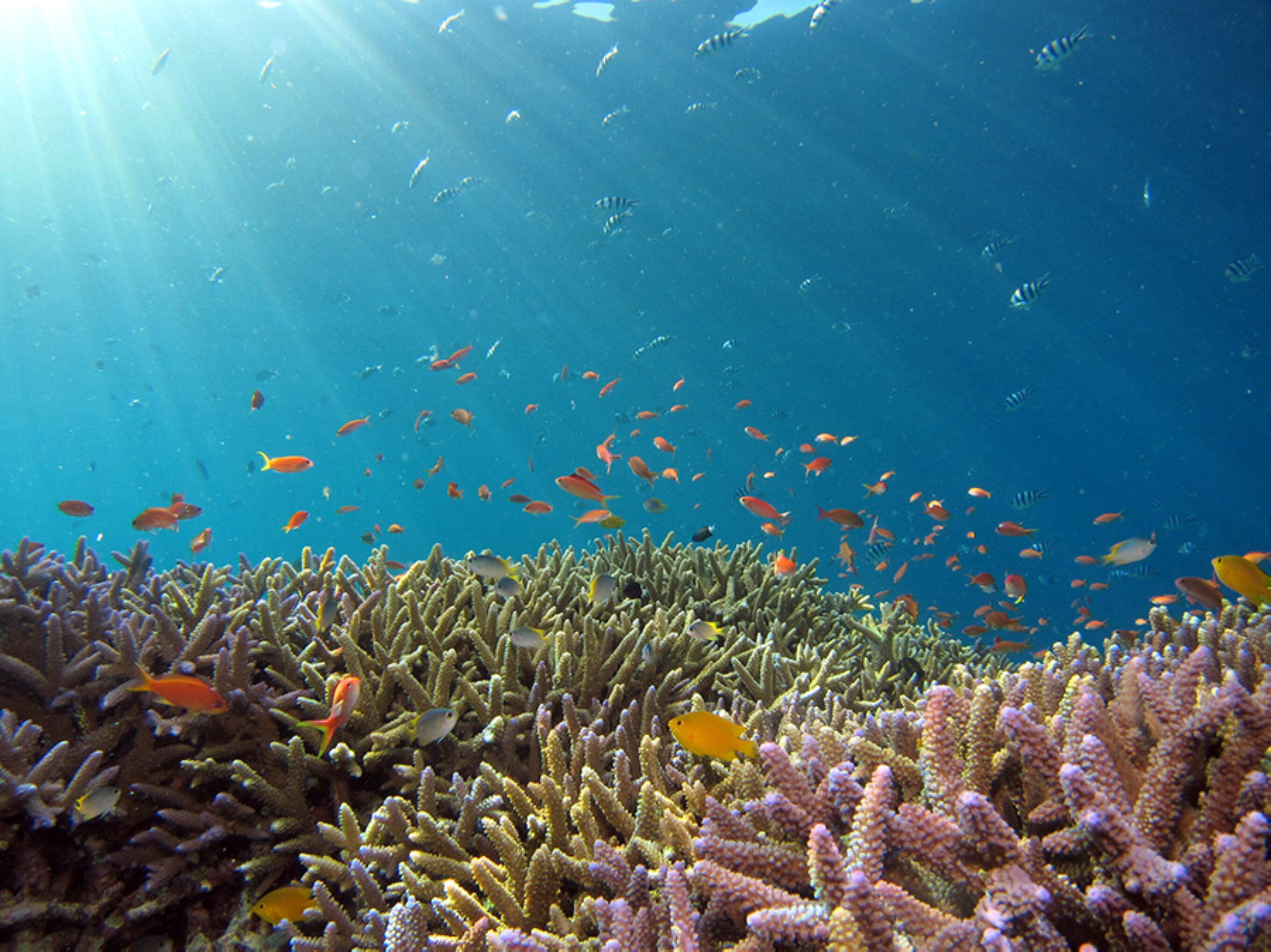 a vibrant reef