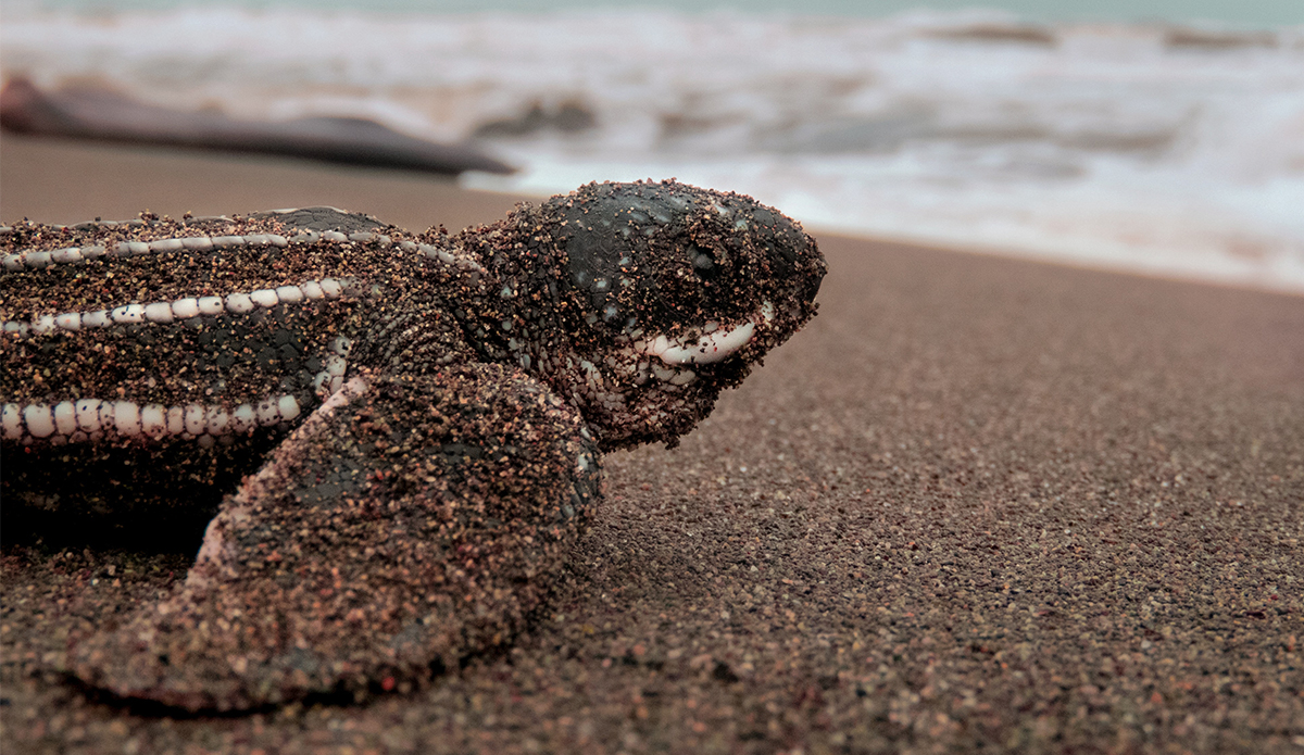 A New 'Rights of Nature' Law in Panama Gives Rights To Sea Turtles - Vimarsana News