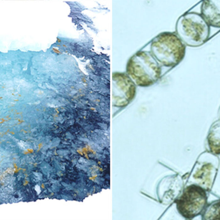 Microplastics in Arctic sea ice