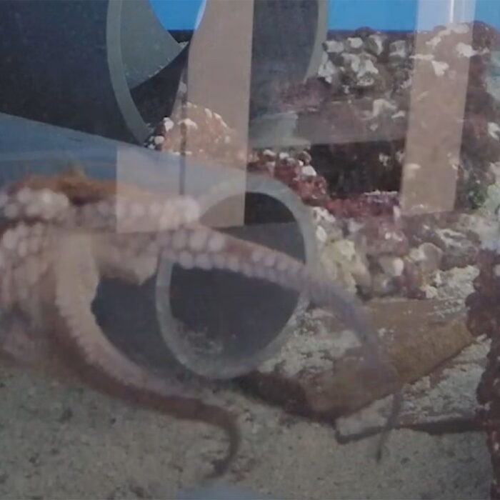 octopuses might have nightmares