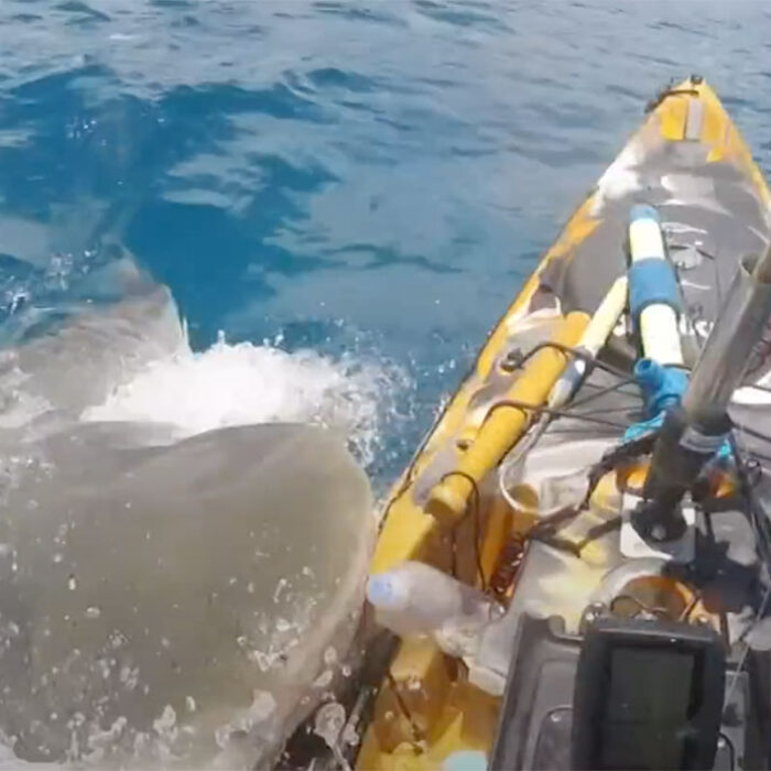 kayak fisherman hit by shark