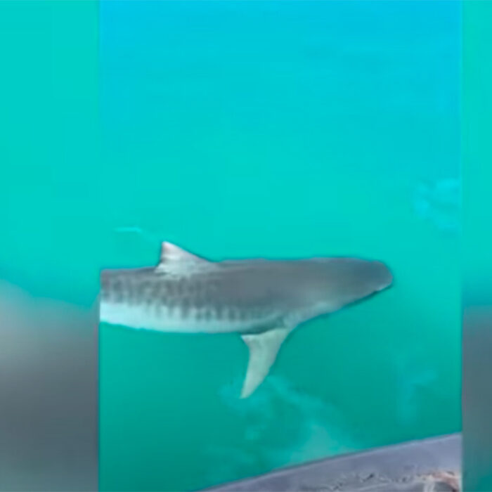 A Slew of Shark Encounters on Oahu Has Experts Searching for Answers
