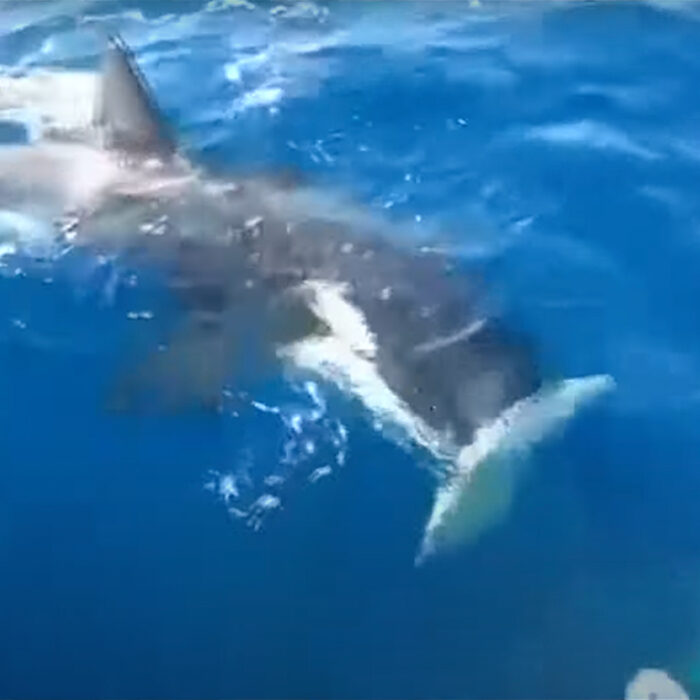 An orca tears off a boat's rudder.