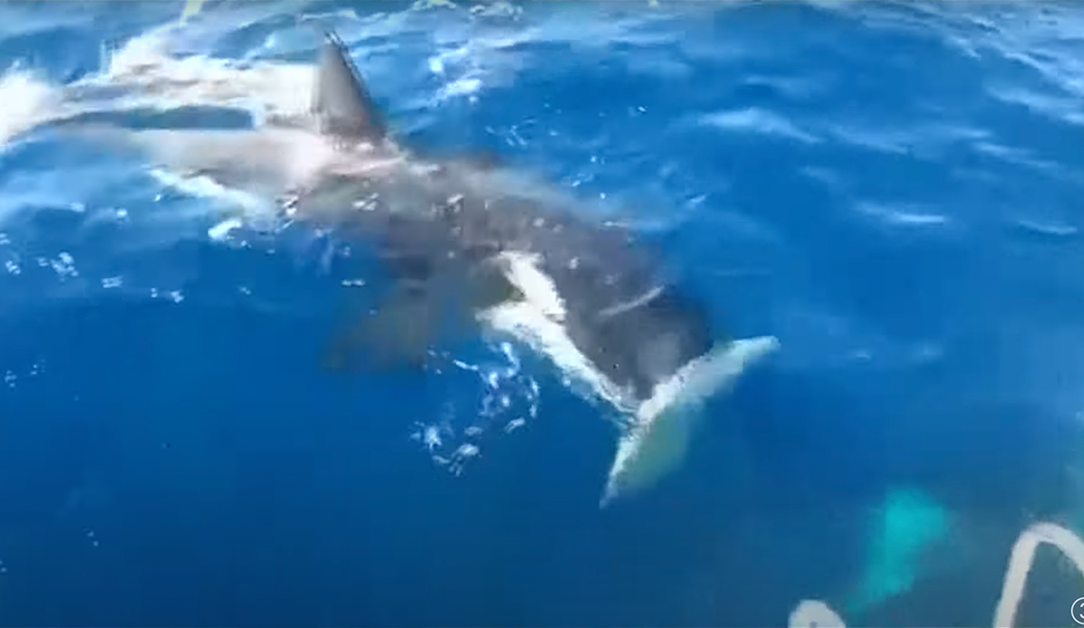 Watch an Orca Rip the Rudder Off a Boat - Vimarsana News