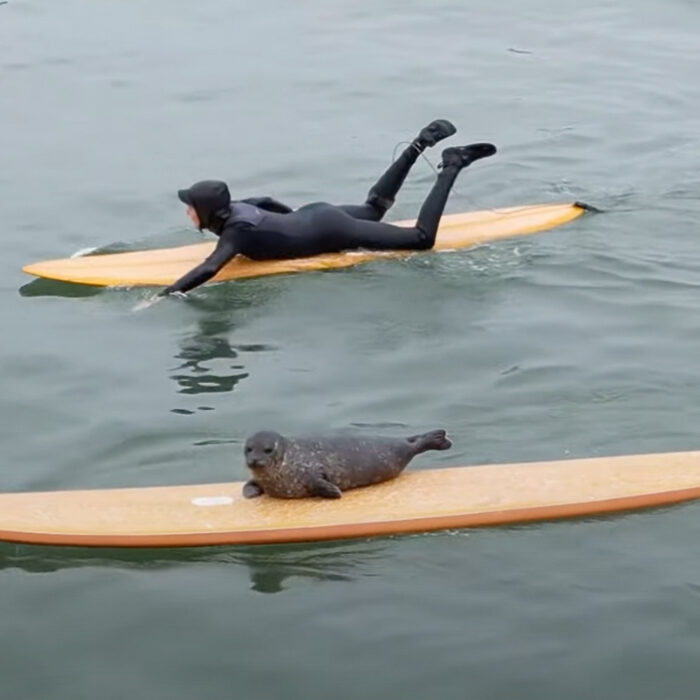 A seal pup hops on surfers' boards at Tourmaline.