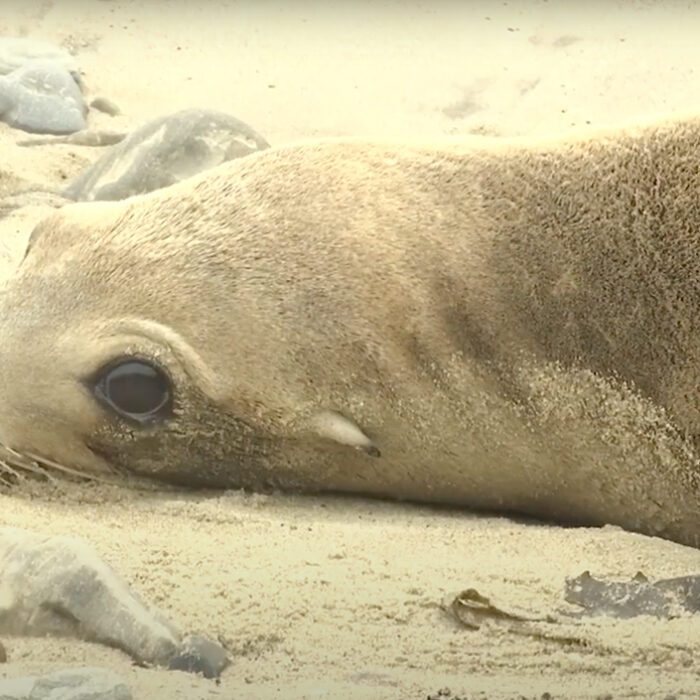Stranded sea lion due to algal bloom in California.