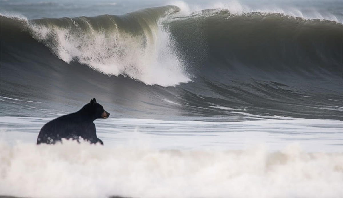 Black Bears Spotted in the OBX Frolicking in the Waves - Vimarsana News