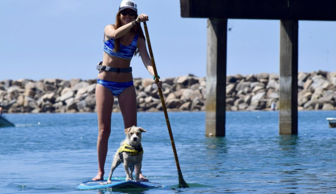 Best dog gear paddleboarding dog