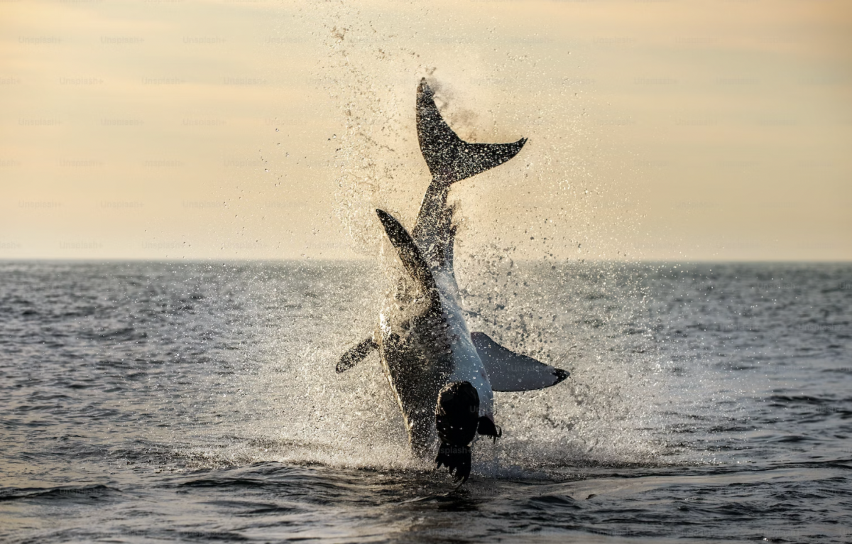 Netflix Film Crew Attacked By Sharks While Filming The Inertia