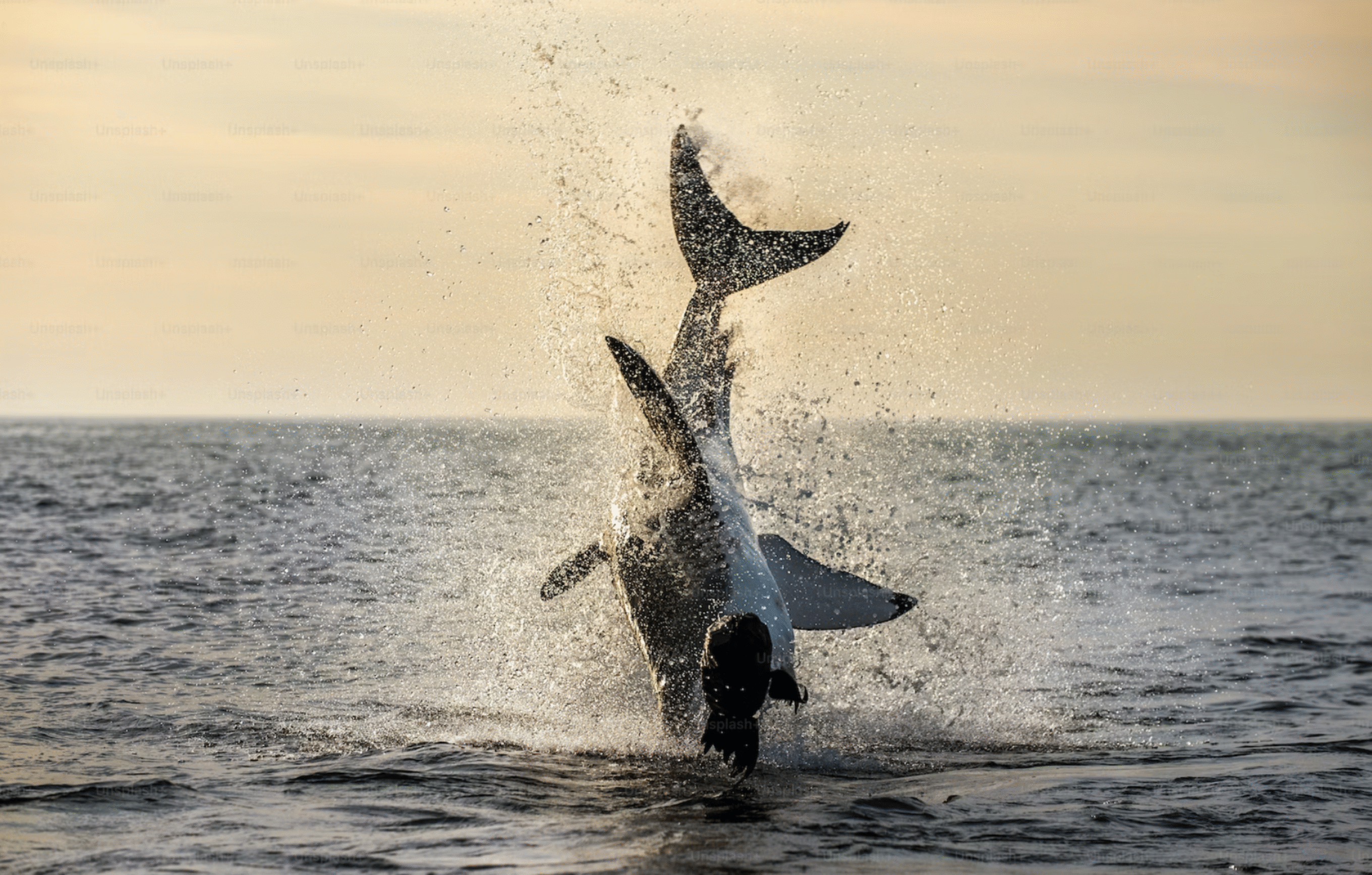 tiger shark breaching