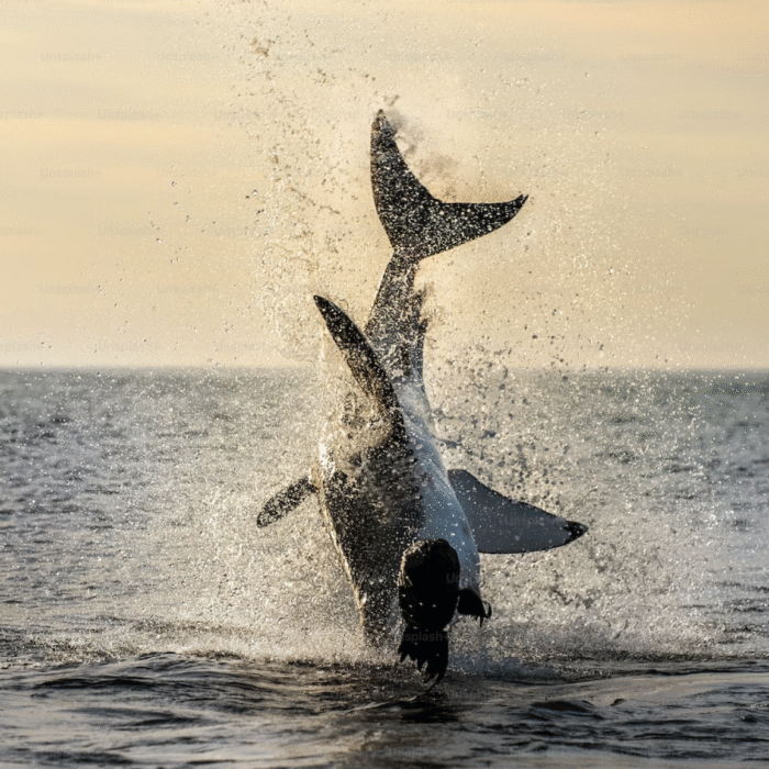 tiger shark breaching
