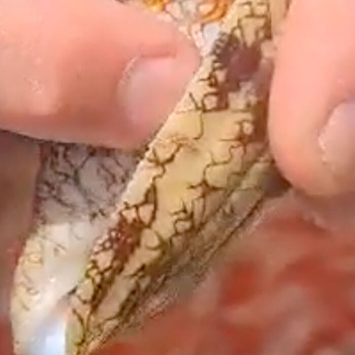 cone snail