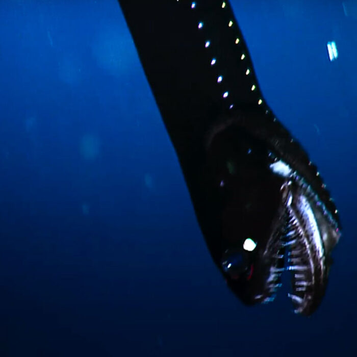 crazy eel creature in the midnight zone