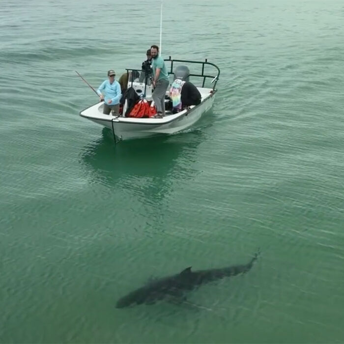 tagging great white sharks