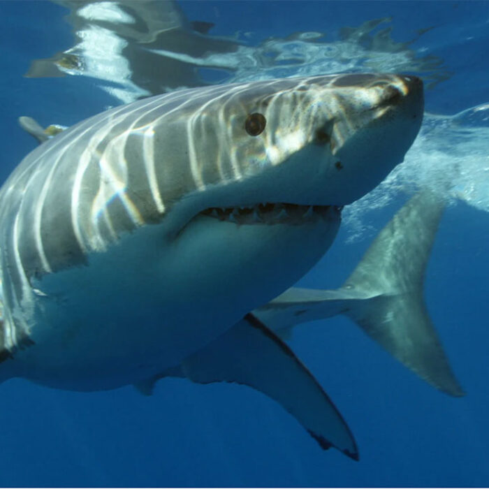 great whites don't want to eat people