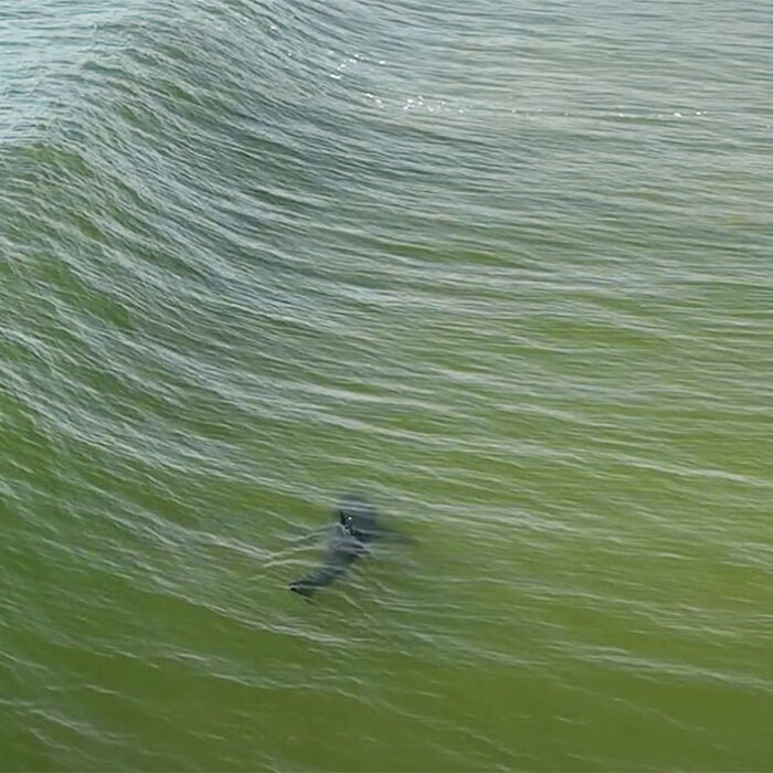 great white shark in surf zone