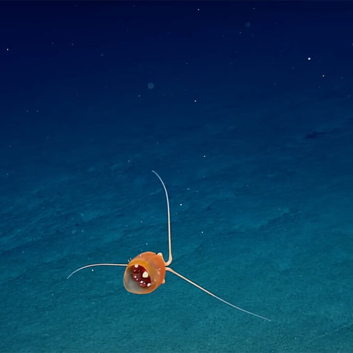 jellyfish in the deep sea