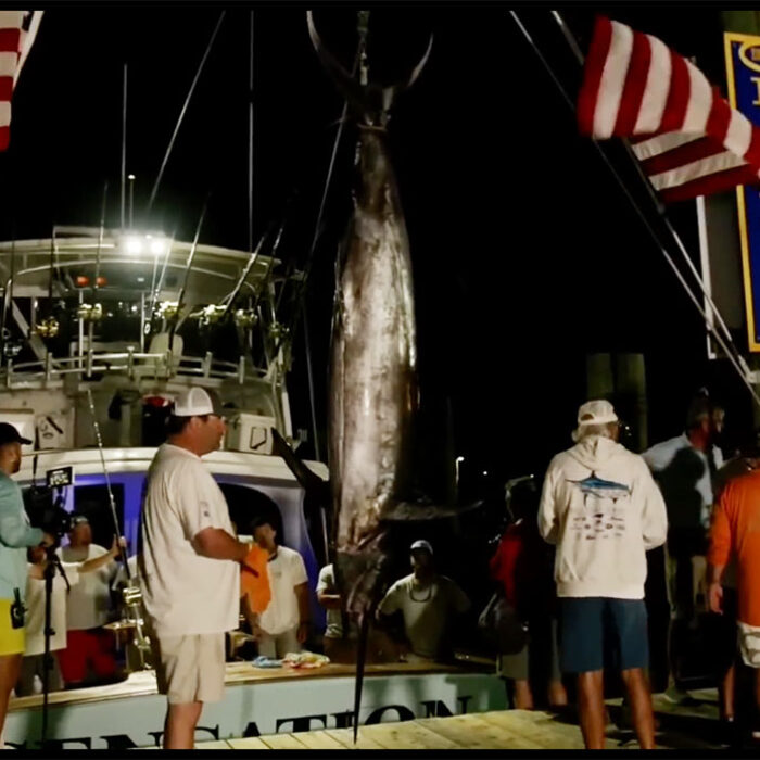 blue marlin big rock tournament shark bite