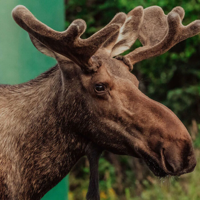 rabid moose in Alaska