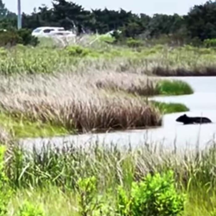 Black Bears Spotted in the OBX