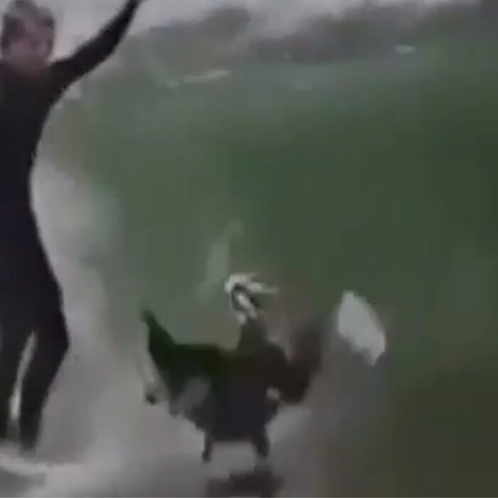 pelican surfing