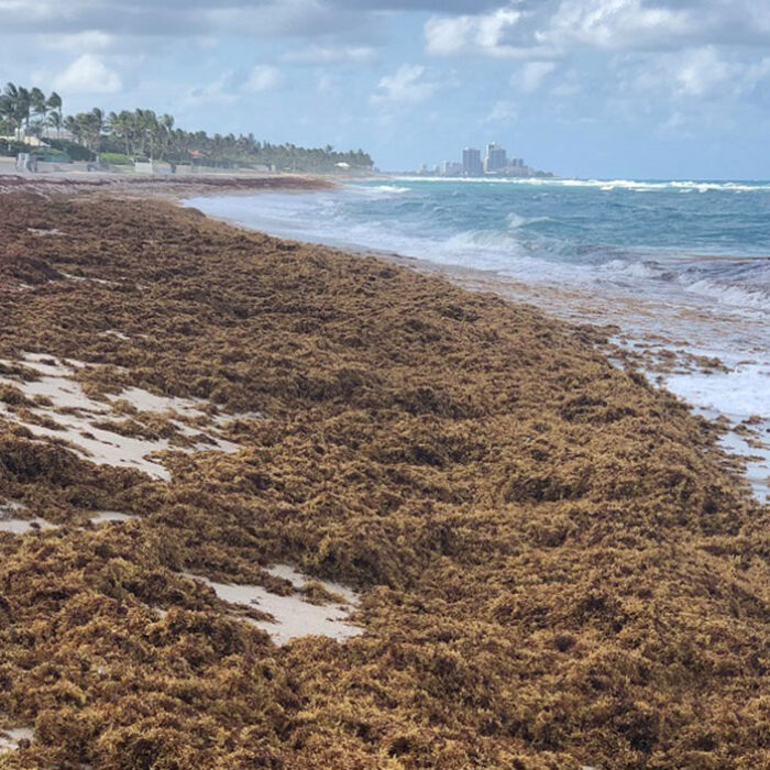 seaweed blobs in florida