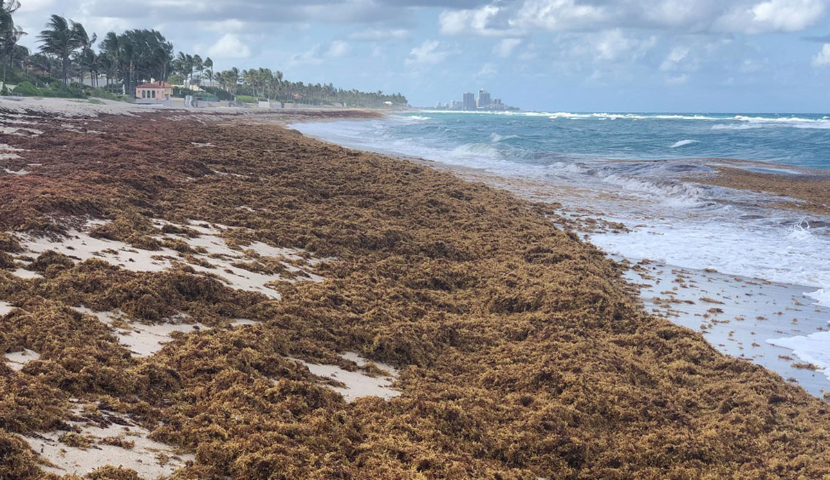 Those Massive Seaweed Blobs Washing Up Might Contain Flesh-Eating Bacteria - Vimarsana News