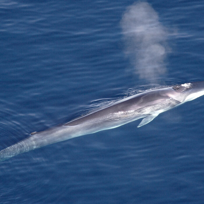 Iceland whaling hunting banned