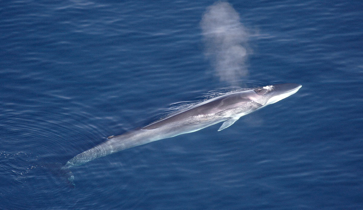 Iceland Bans Whaling in 2023 and It's Likely It Won't Ever Be Allowed Again - Vimarsana News