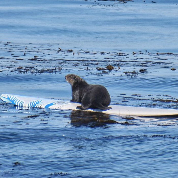 A sea otter sitting on a surfboard.