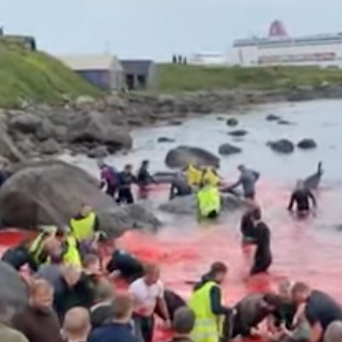 Faroe Islands whale hunt with cruise ship in background.