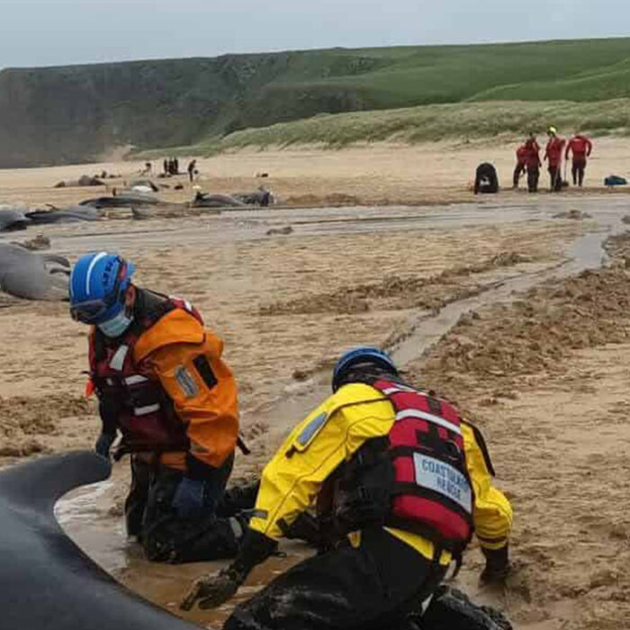 55 Whales Washed Up In Scotland