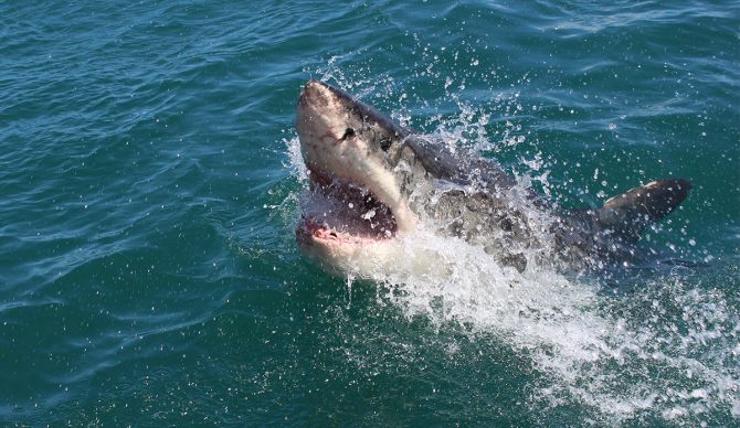 Sharks inspire fear despite their rarity, but are drum lines the best solution? Photo: Alex Steyn // Unsplash