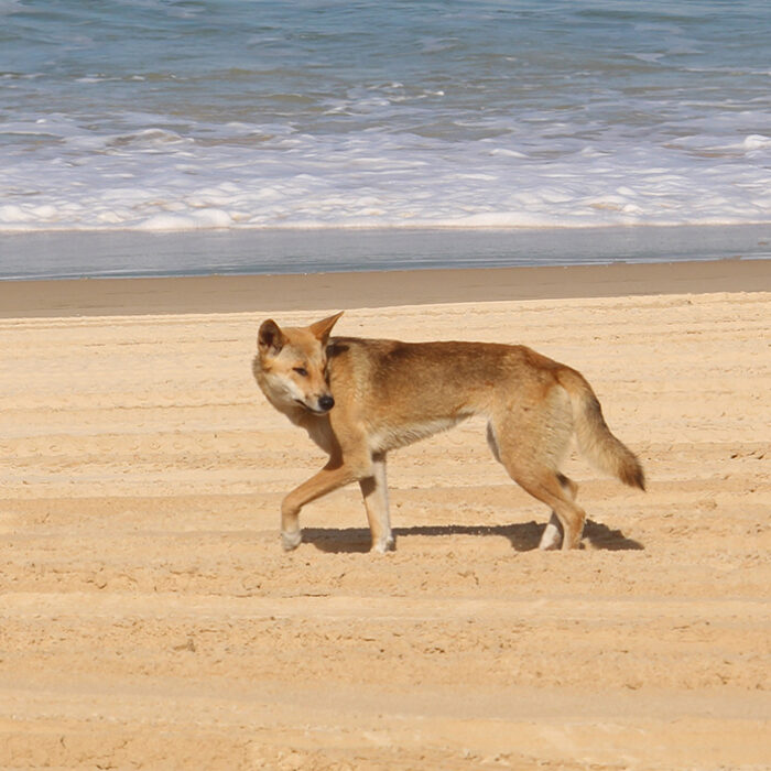 A dingo on the beach of K'Gari Island in Australia, where the attack took place. Photo: Frankie Dixon // Unsplash