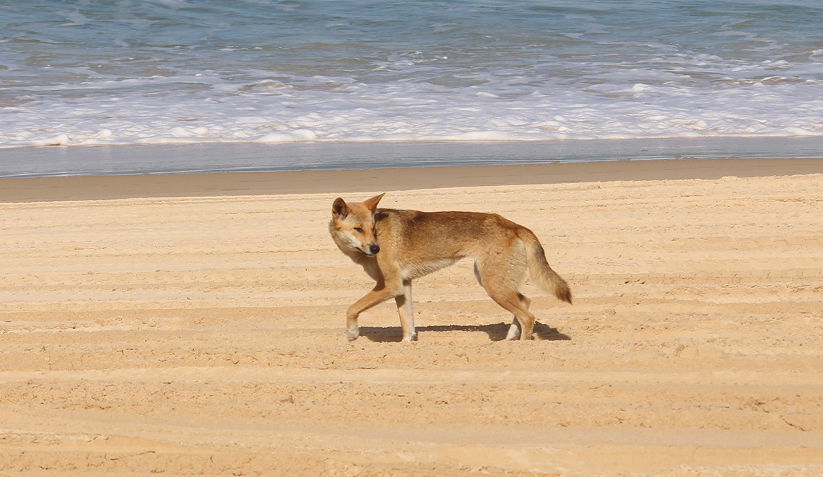 Dingoes Chase Australian Woman Into Surf, Latest In Series of Attacks - Vimarsana News