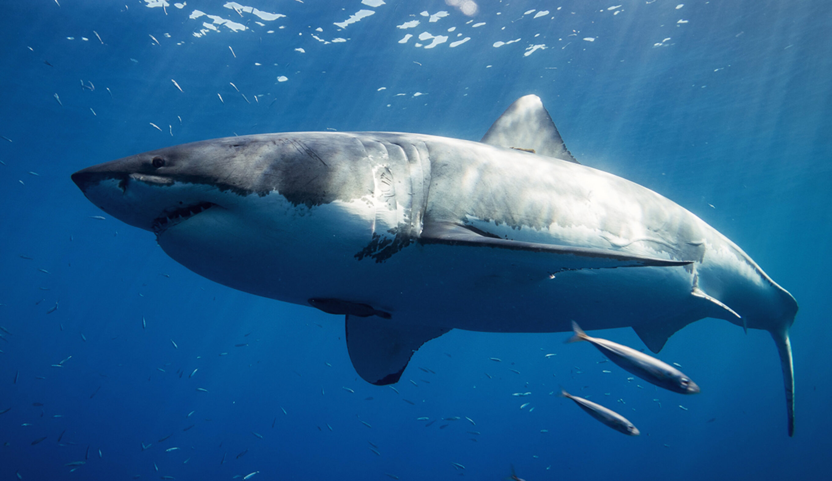 Great White Shark. Photo: Gerald Schombs // Unsplash