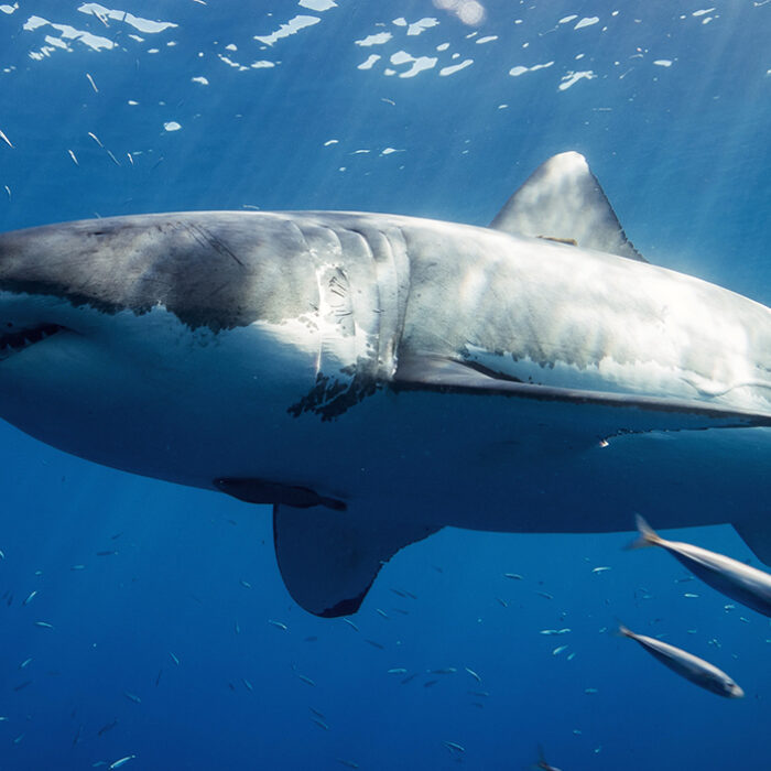 Great White Shark. Photo: Gerald Schombs // Unsplash