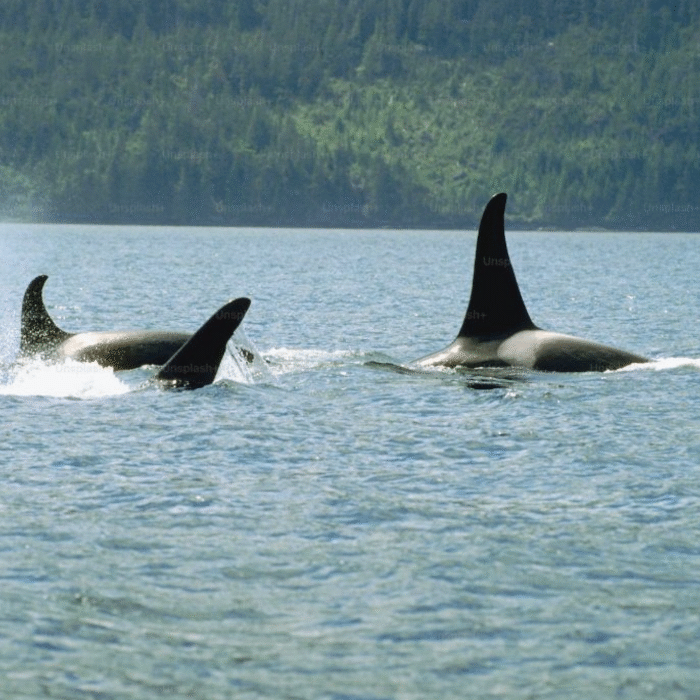 killer whales