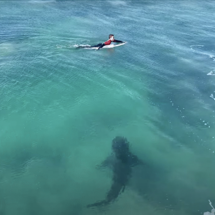 J-Bay great white shark