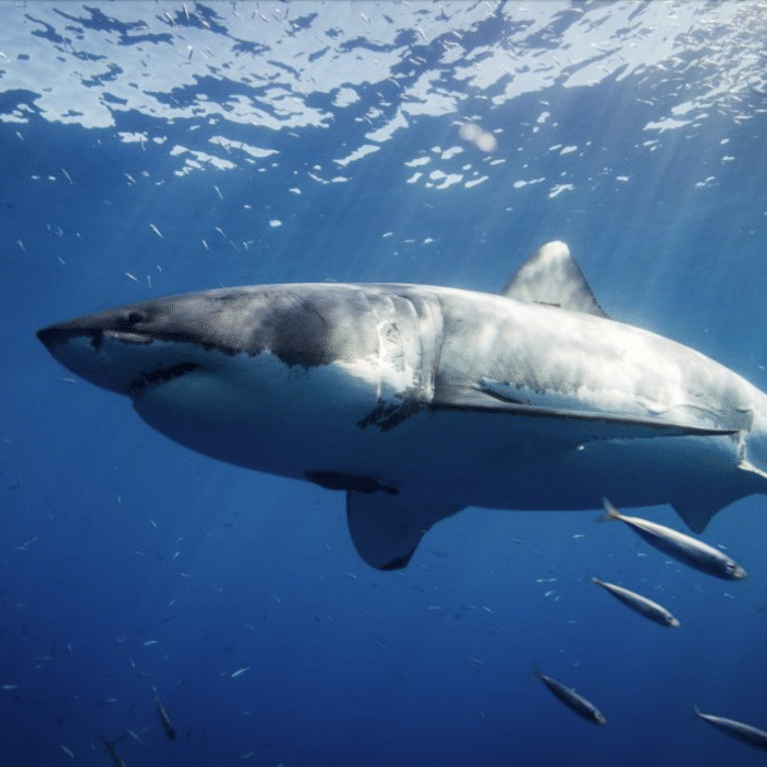 great white sharks