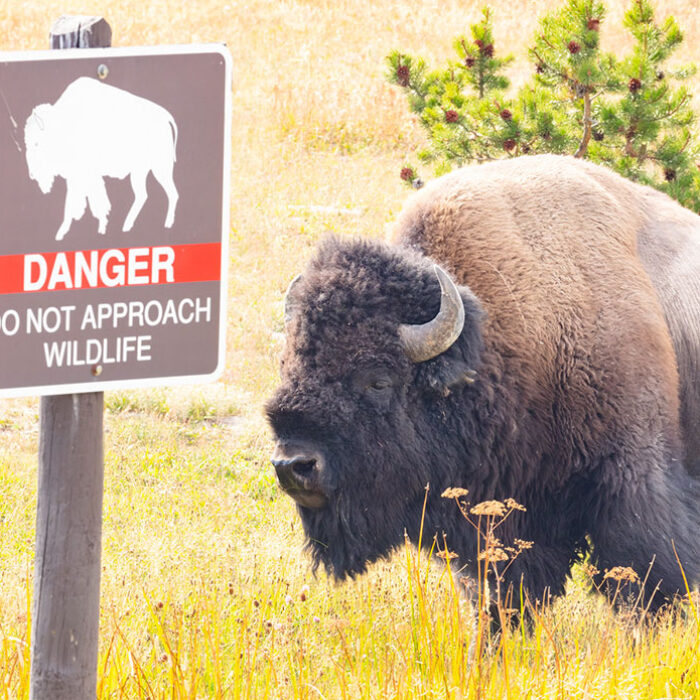 bison at Yellowstone